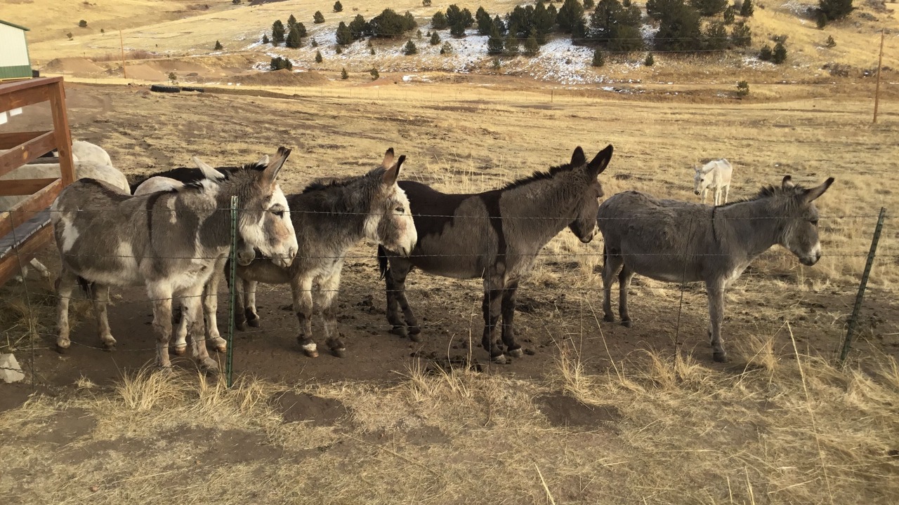 Photo of Others in Cripple Creek