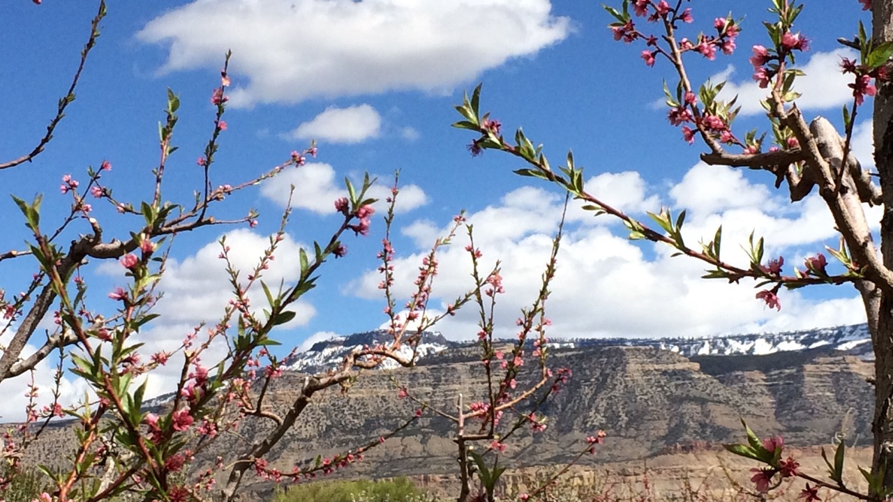 Photo of Others in Palisade