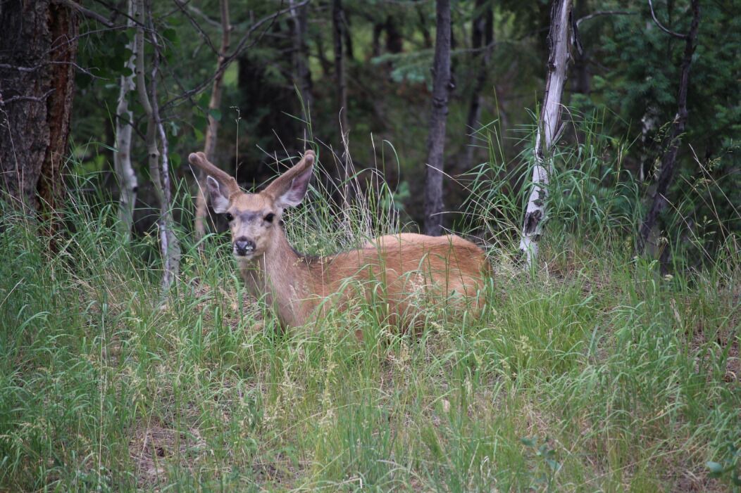 Photo of Outdoor in Bailey