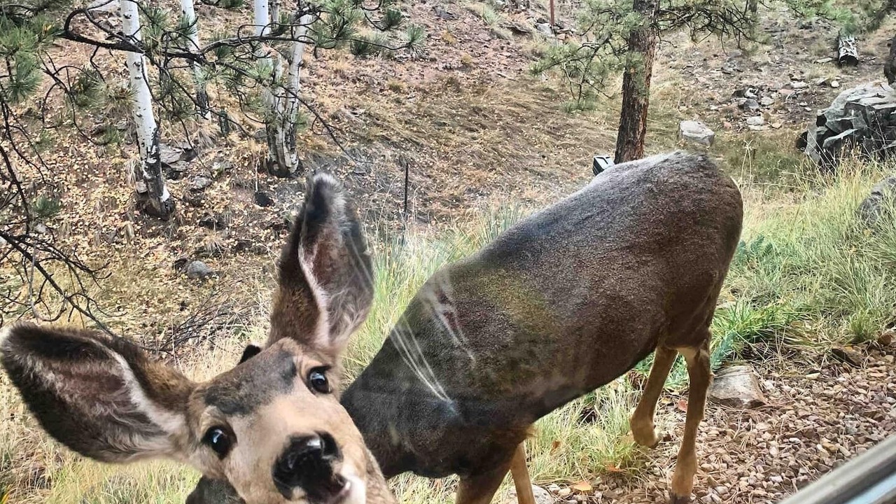 Photo of Others in Westcliffe