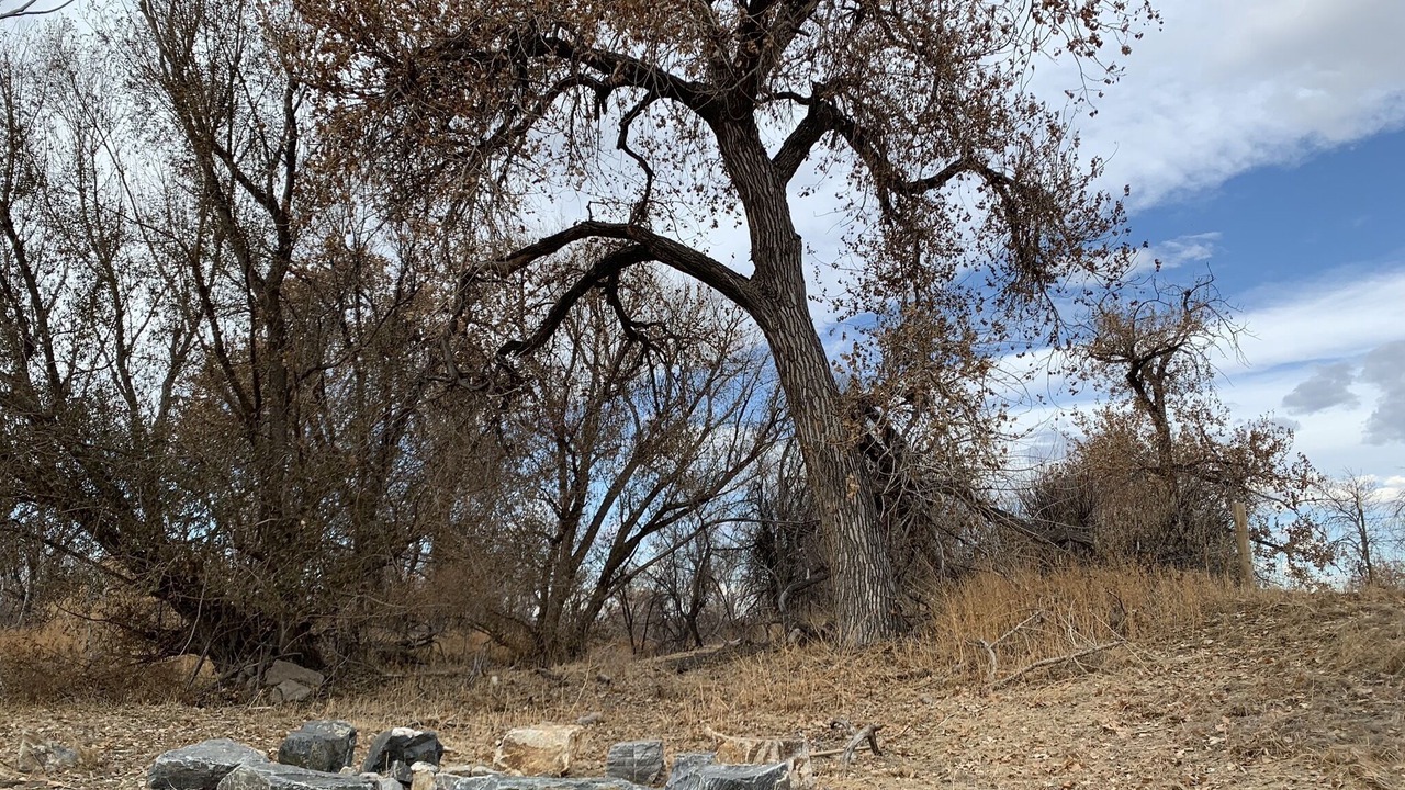 Photo of Others in Todd Creek