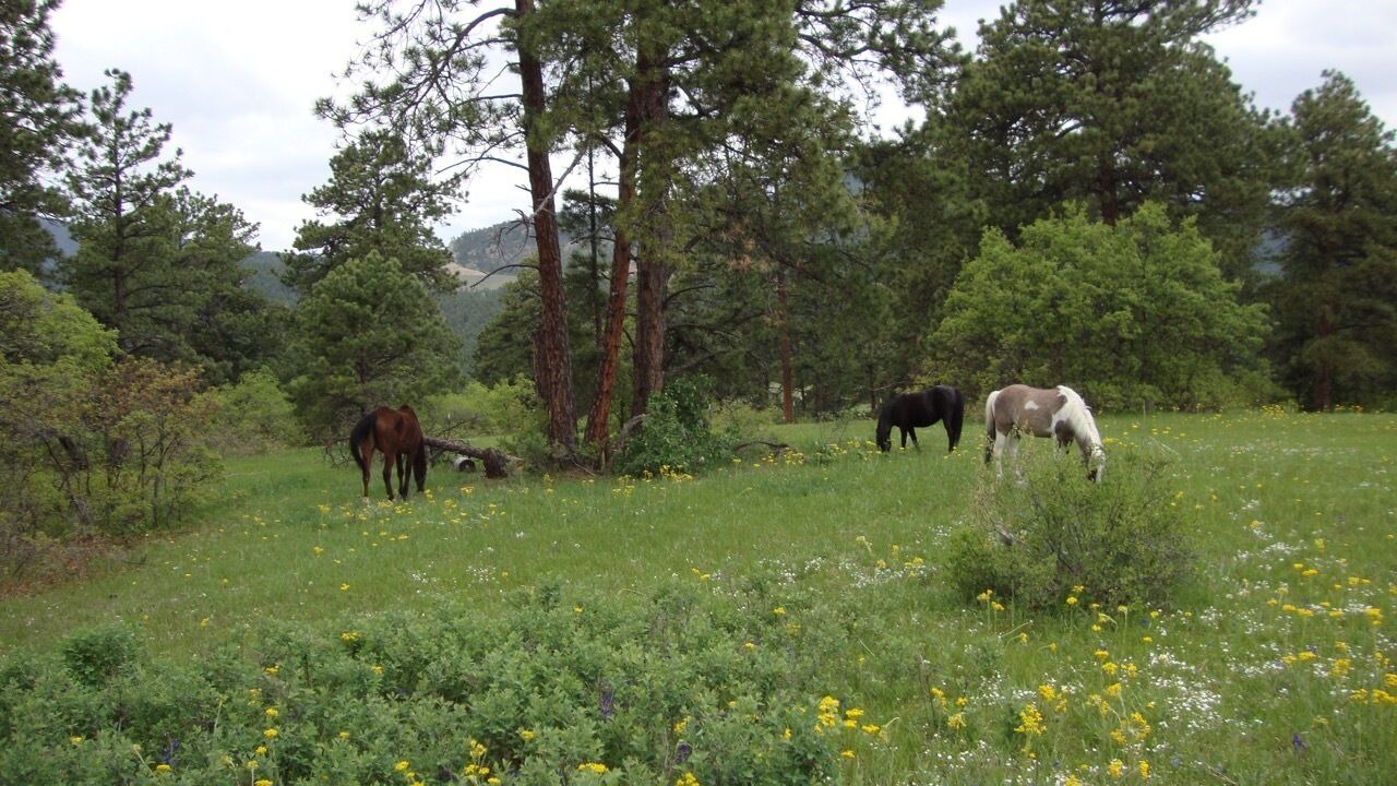 Photo of Outdoor in Morrison