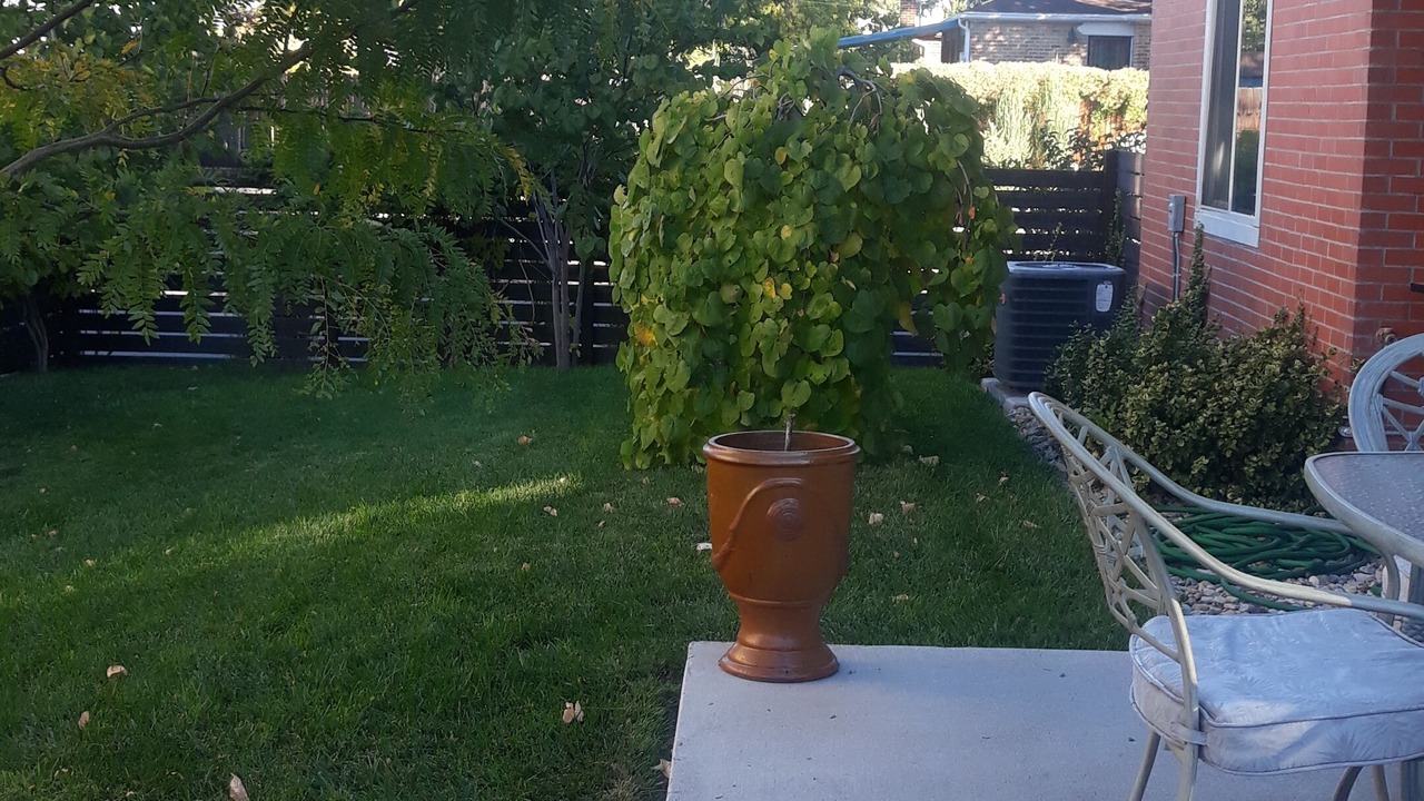 Photo of Patio Balcony in Skyland