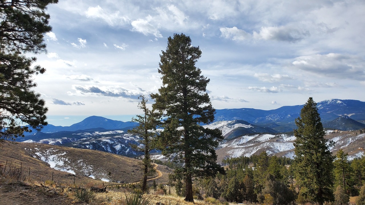 Photo of Others in Pine