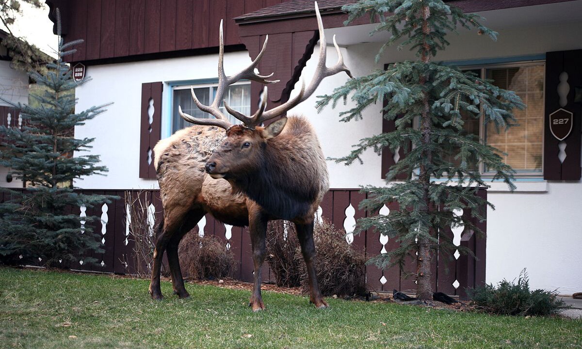 Photo of Others in Estes Park