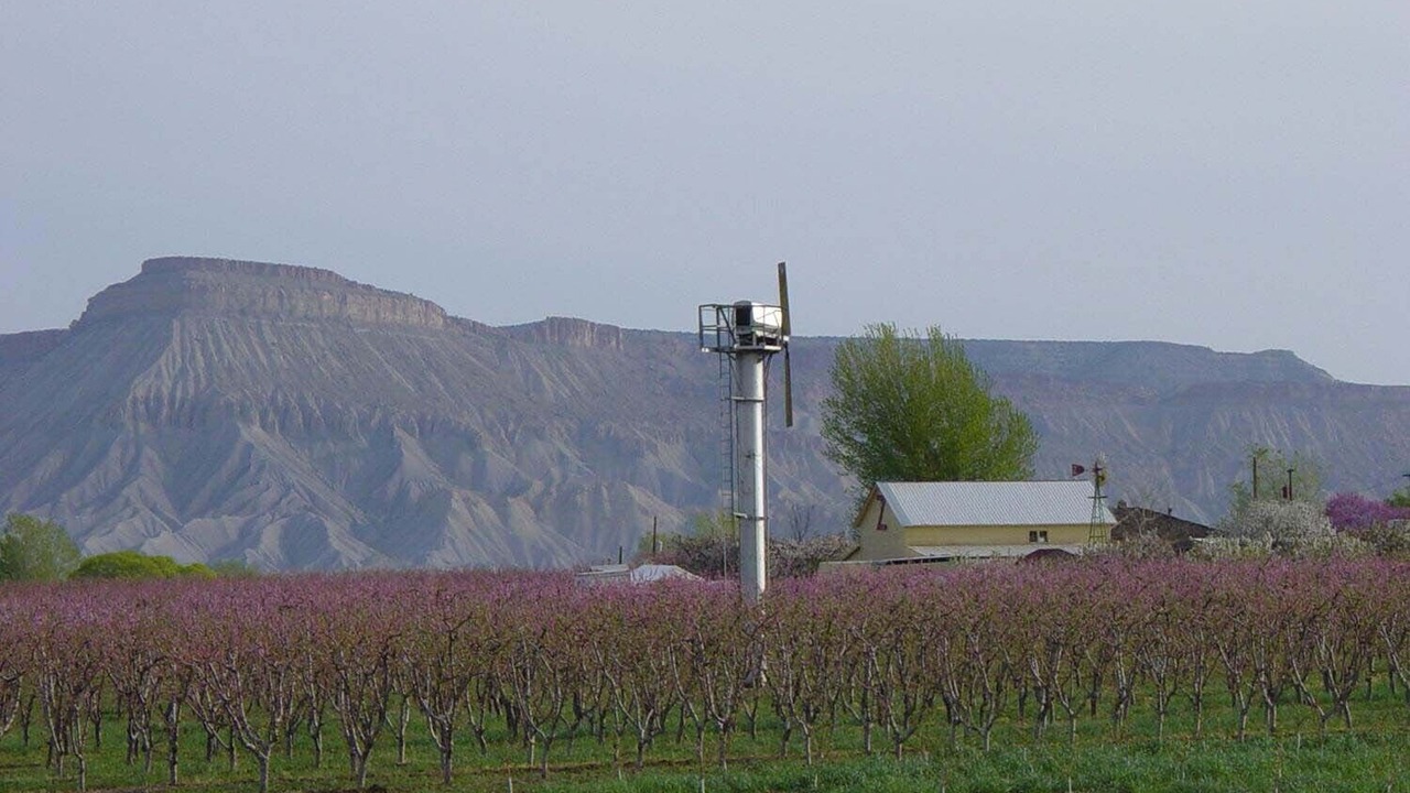 Photo of Others in Palisade