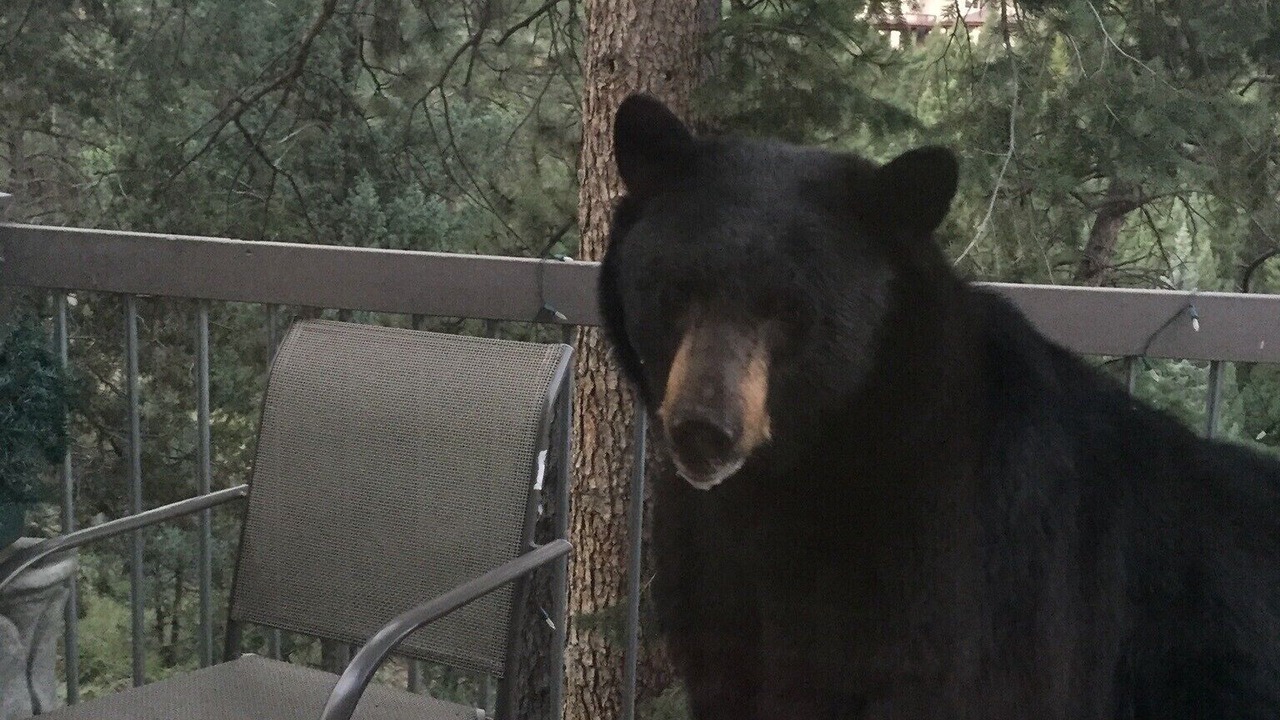 Photo of Outdoor in Evergreen