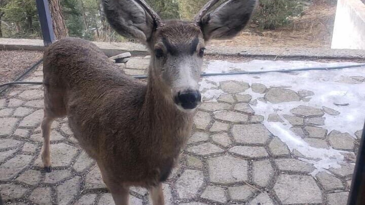 Photo of Outdoor in Evergreen