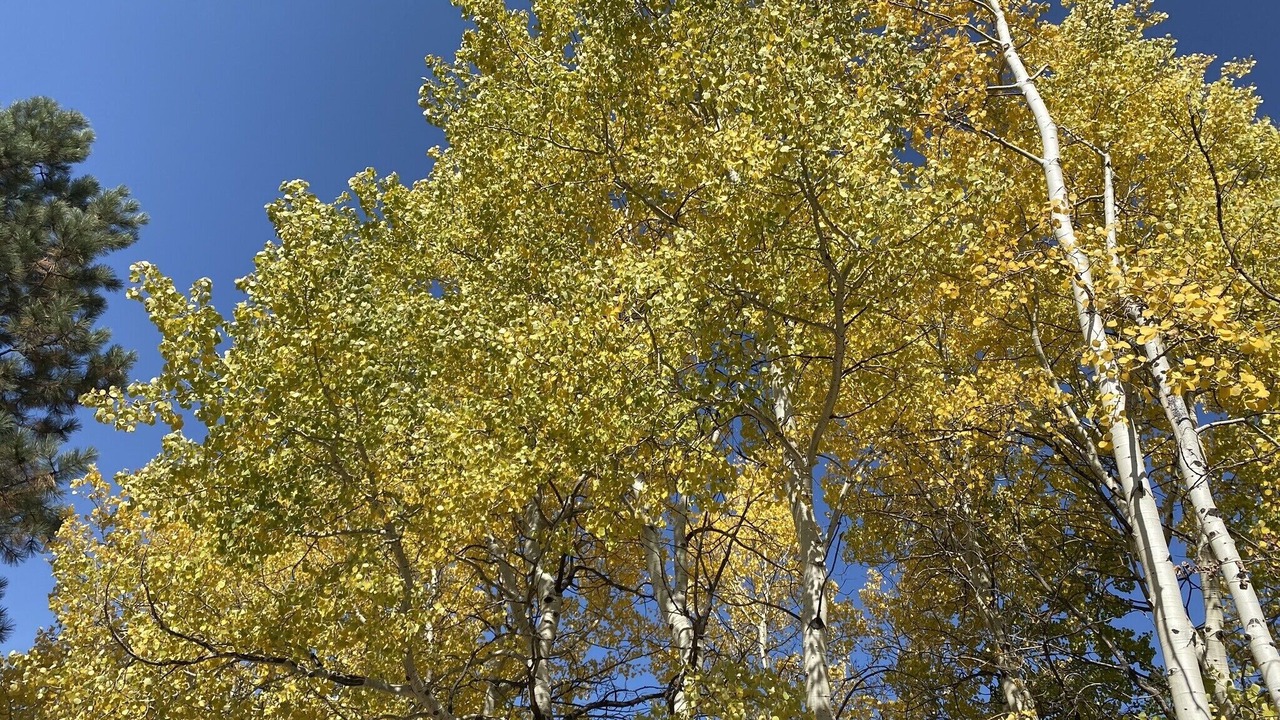 Photo of Outdoor in Evergreen