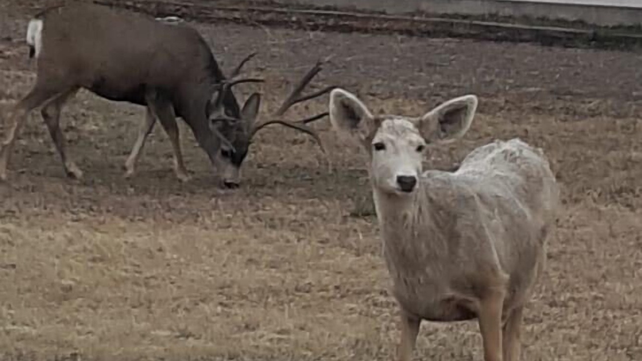Photo of Others in South Fork