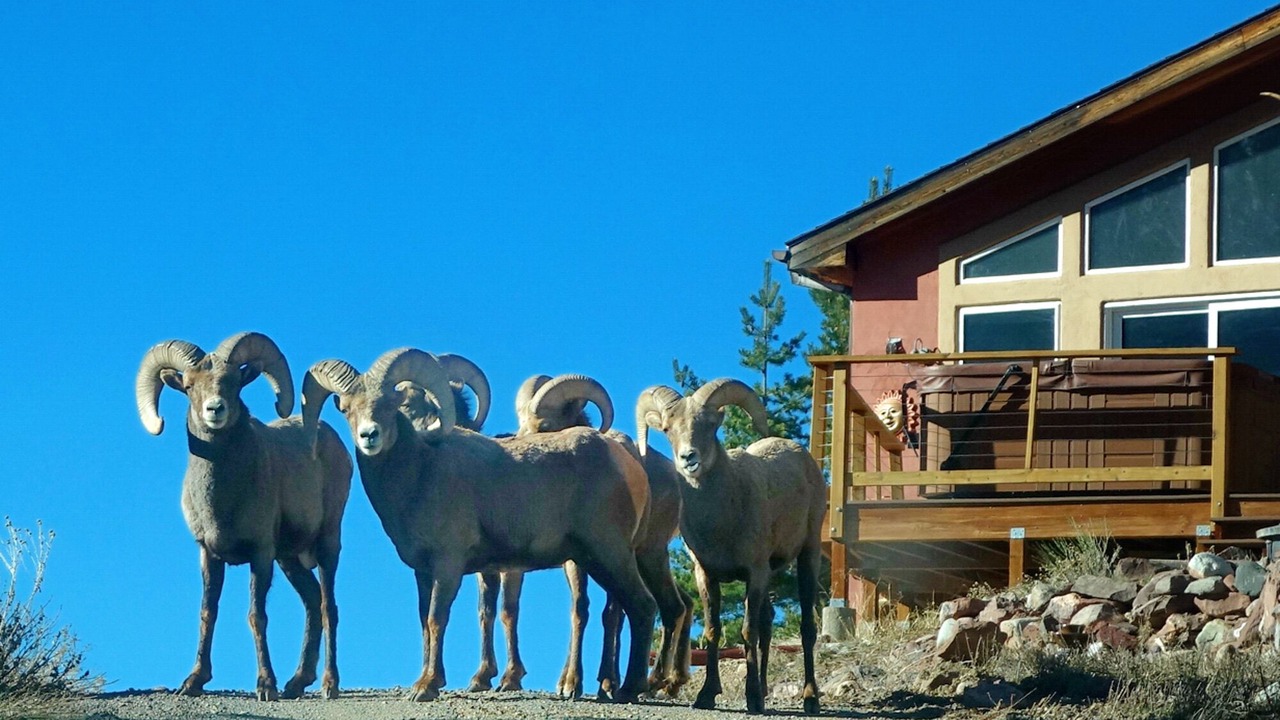 Photo of Others in Ridgway