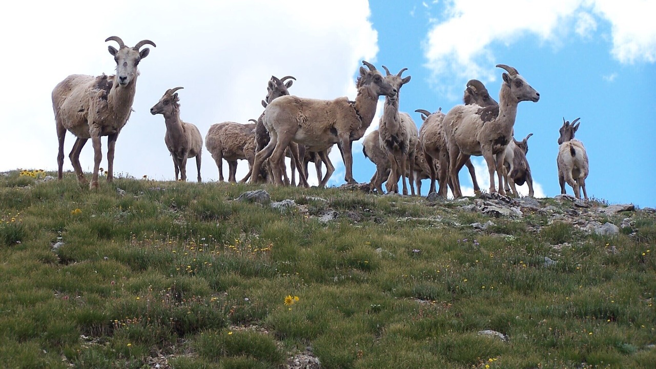Photo of Others in Salida