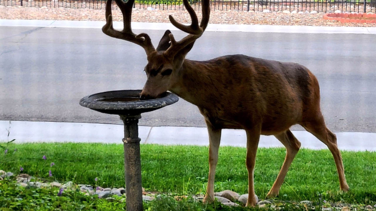 Photo of Others in Salida