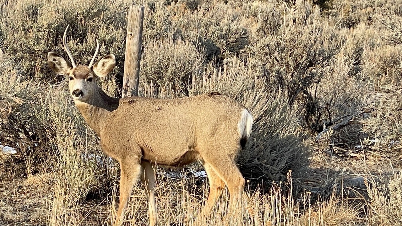 Photo of Others in Ridgway