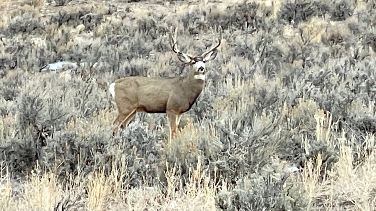 Photo of Others in Ridgway