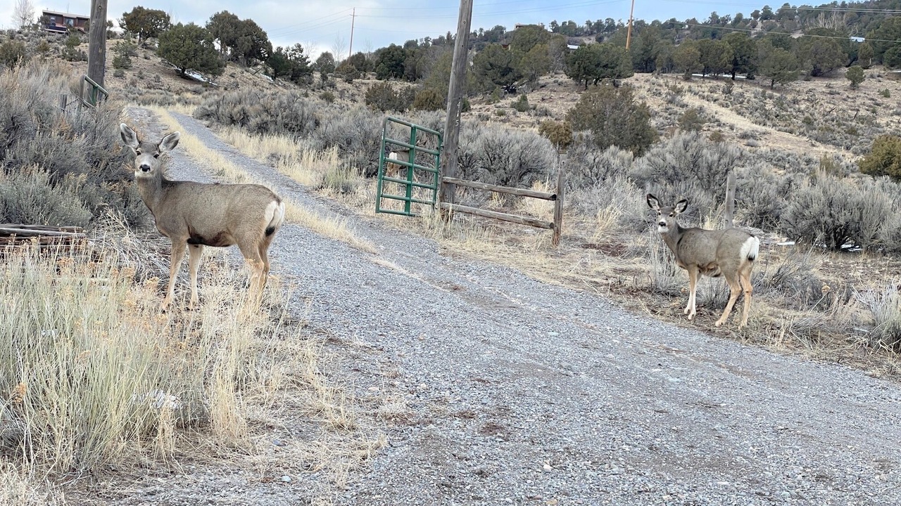 Photo of Others in Ridgway