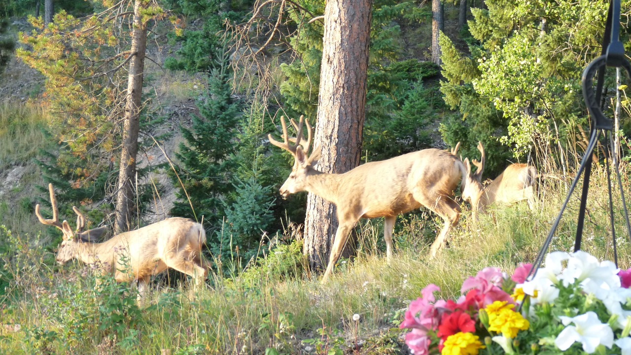 Photo of Outdoor in Shadow Mountain