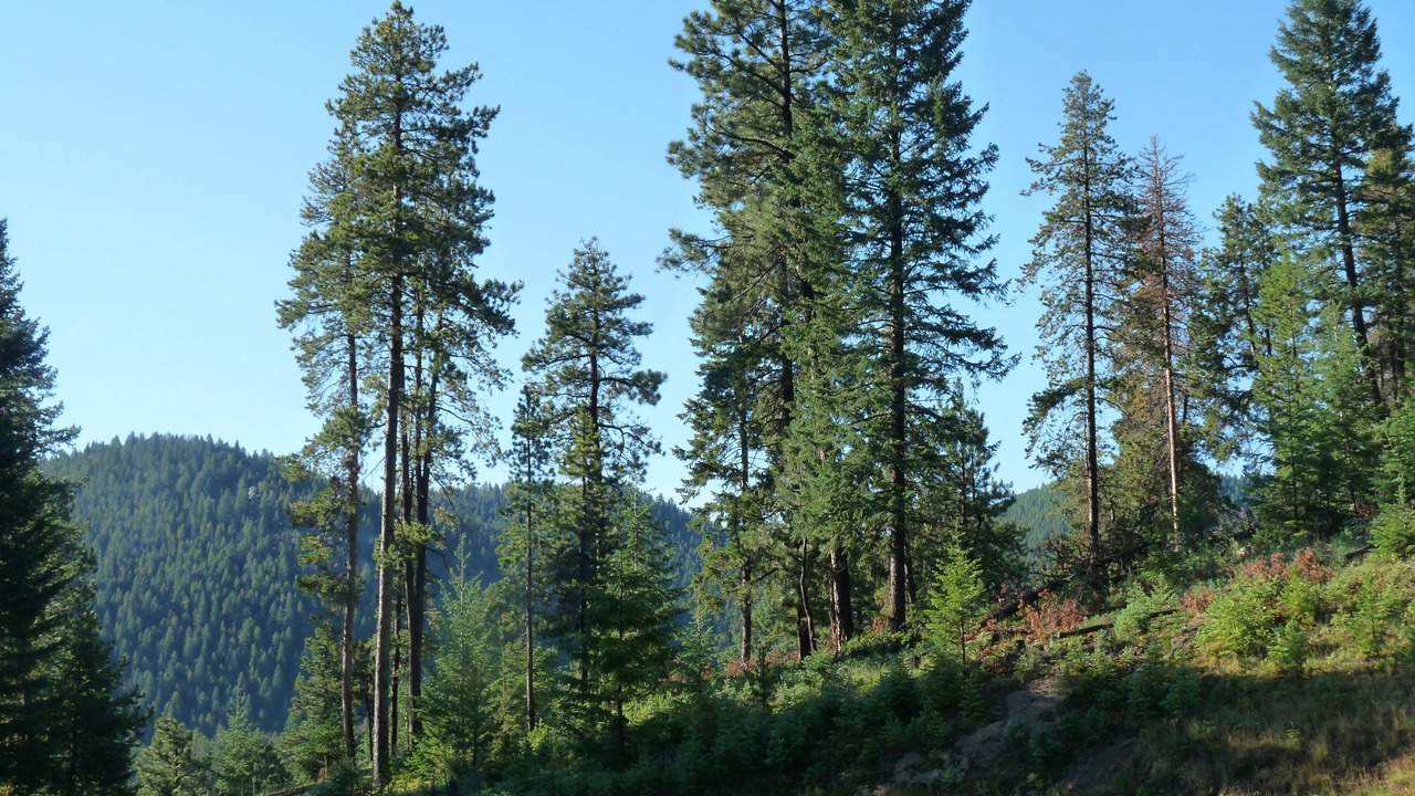 Photo of Outdoor in Shadow Mountain