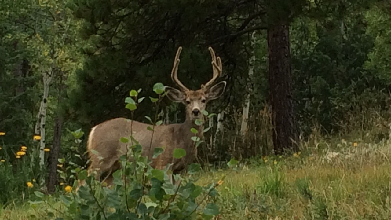 Photo of Outdoor in Shadow Mountain