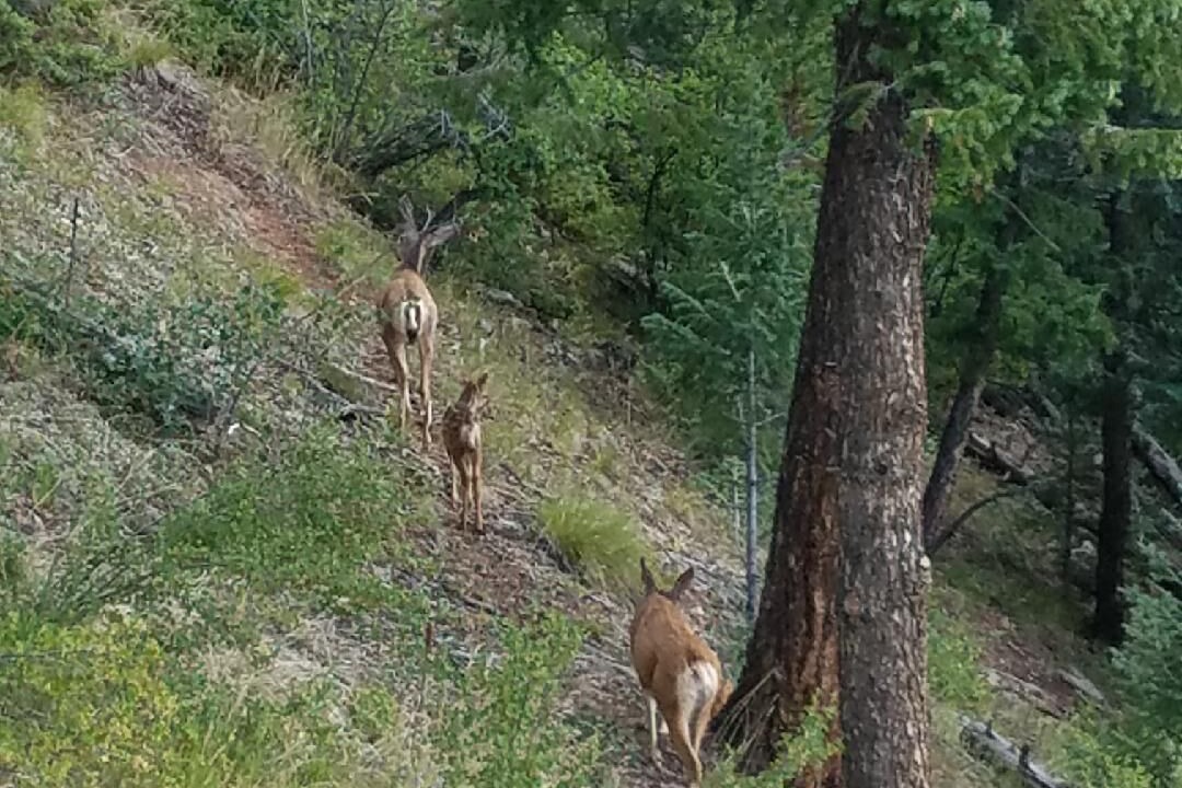 Photo of Outdoor in Shadow Mountain