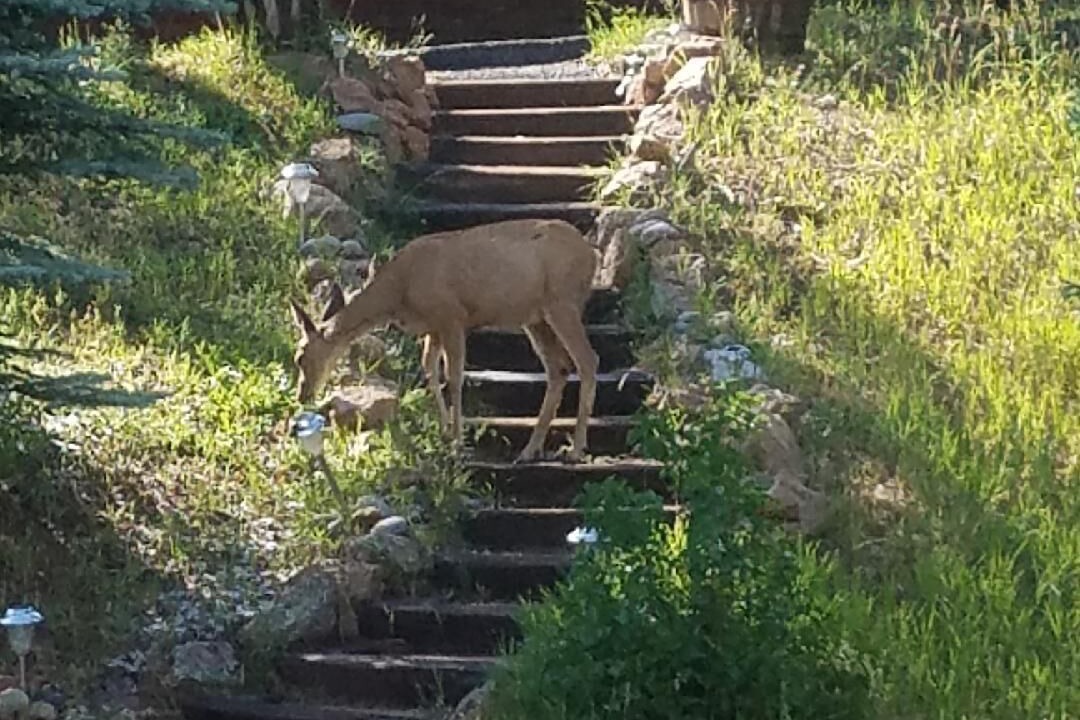Photo of Outdoor in Shadow Mountain