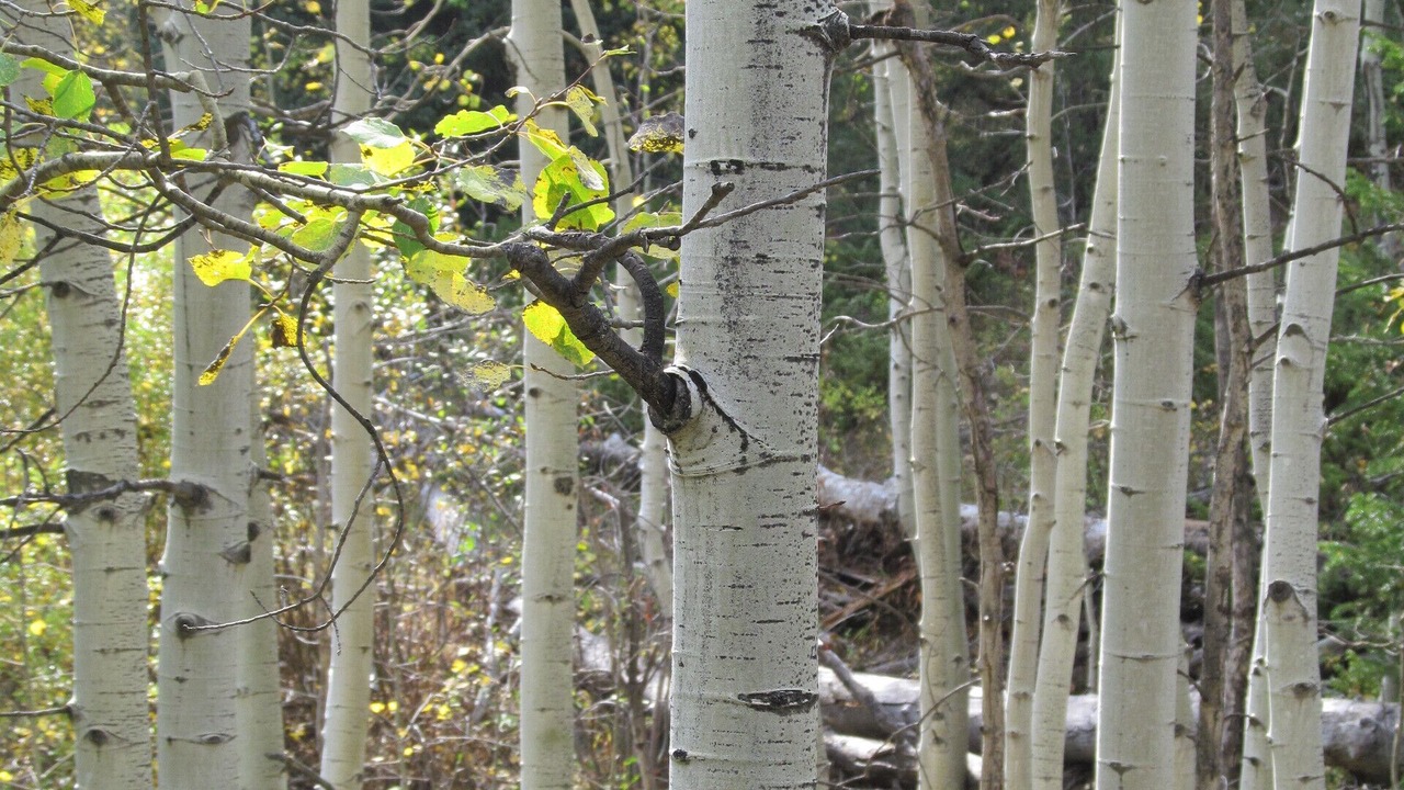 Photo of Others in Estes Park