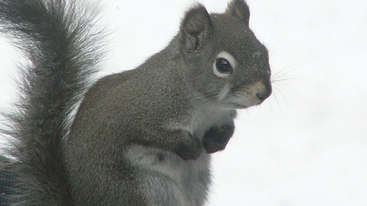 Photo of Others in Lyons