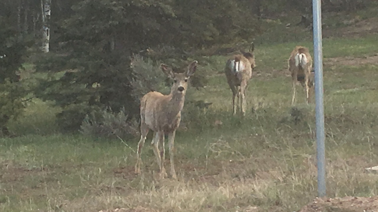 Photo of Outdoor in Fort Garland