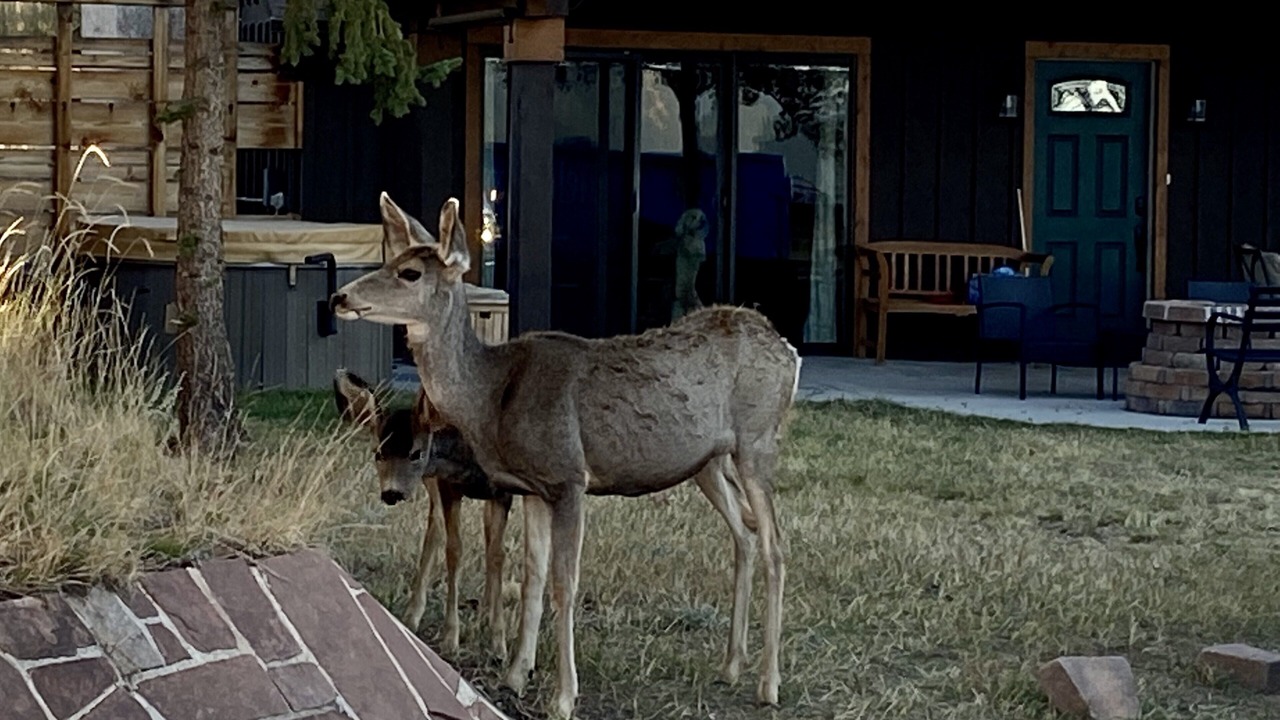 Photo of Outdoor in Woodland Park