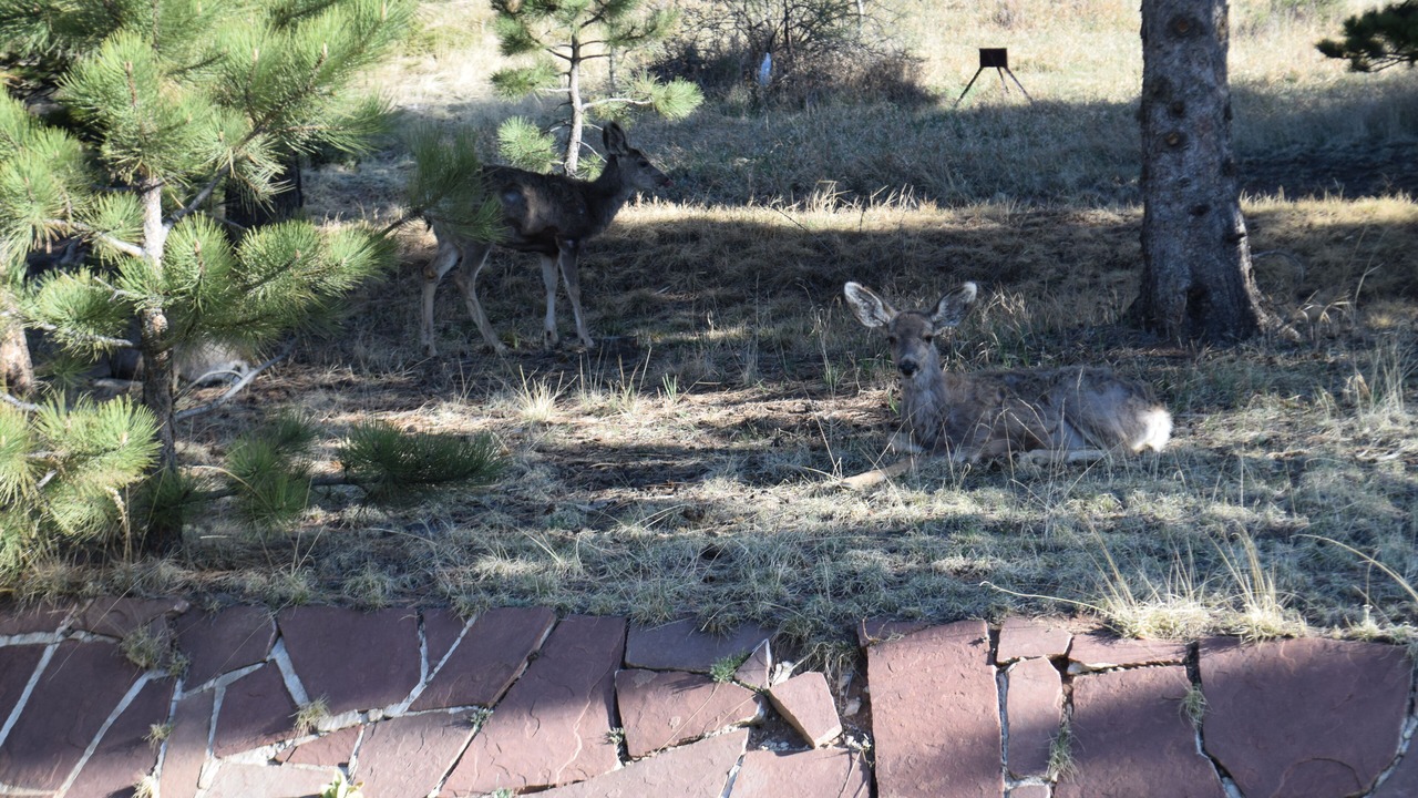 Photo of Outdoor in Woodland Park