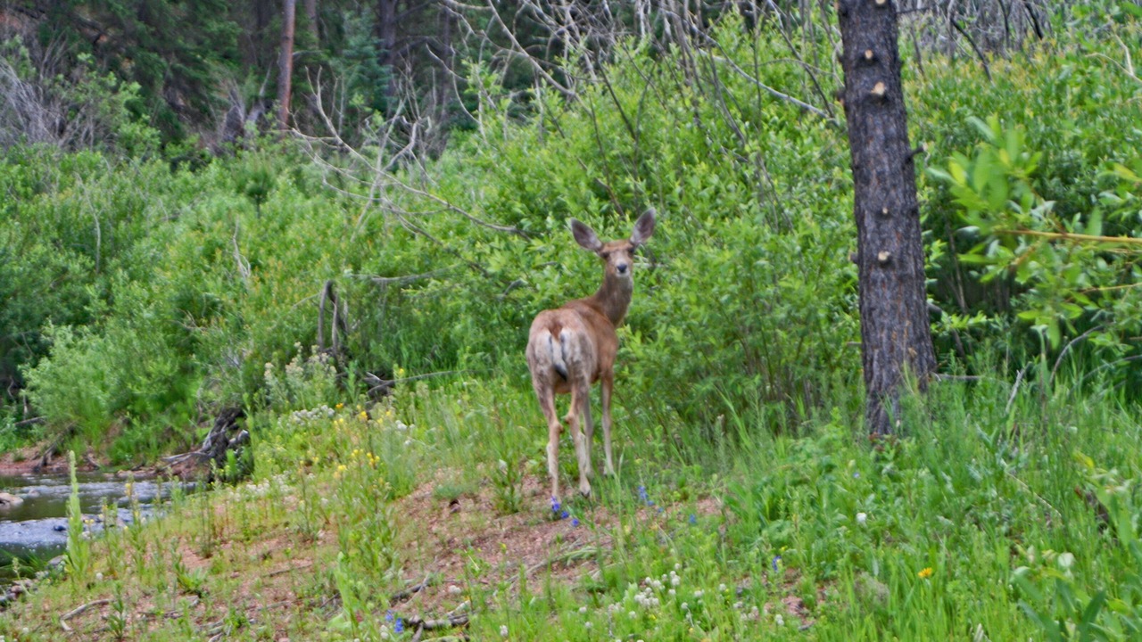 Photo of Others in Woodland Park