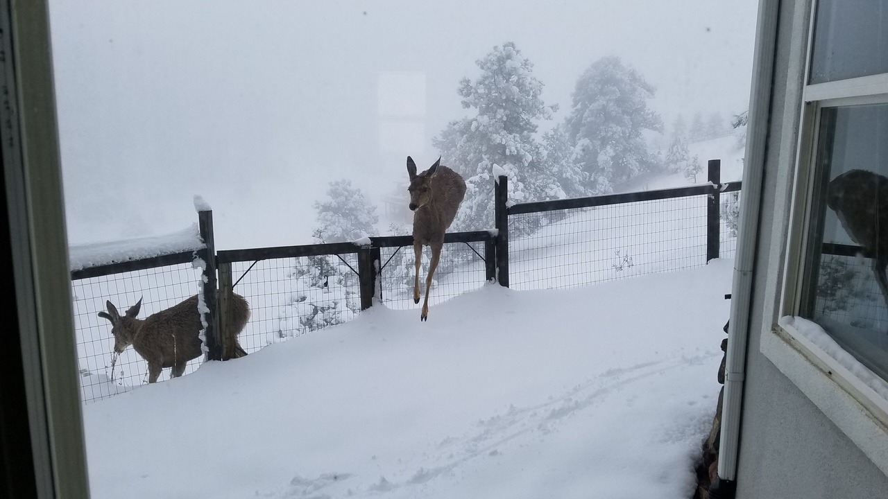 Photo of Others in Golden