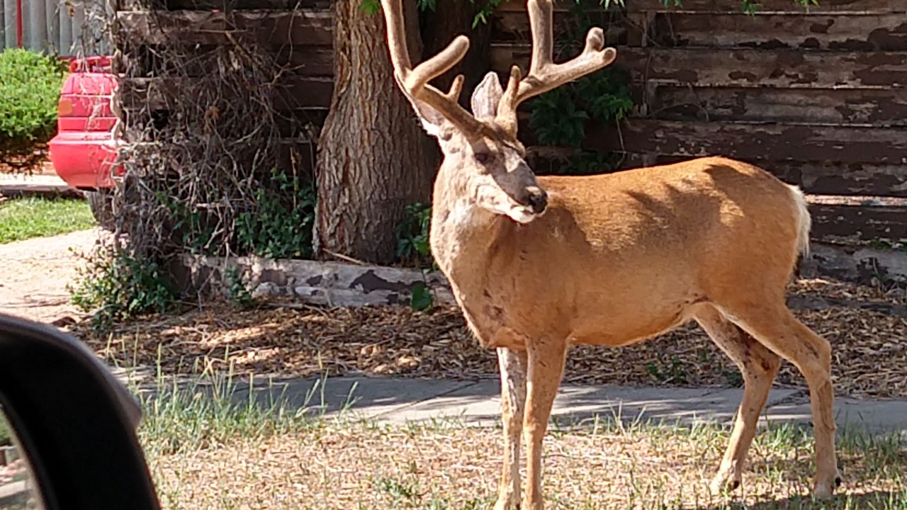 Photo of Outdoor in Colorado Springs