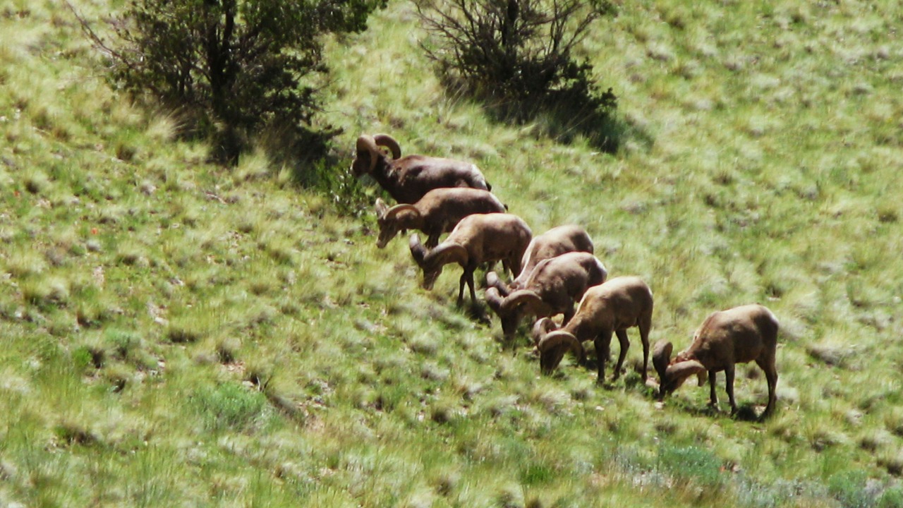 Photo of Others in Buena Vista