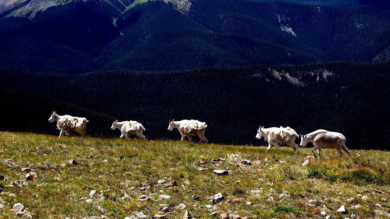 Photo of Others in Dillon