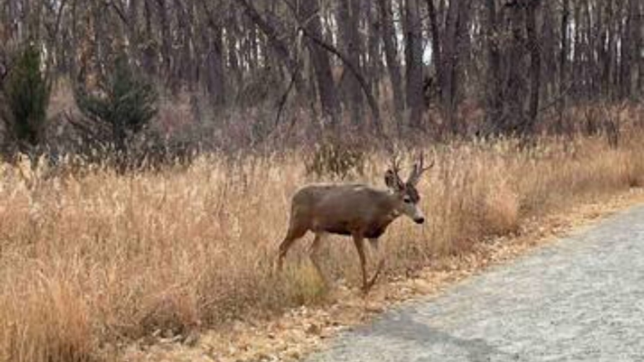 Photo of Others in Meadow Hills