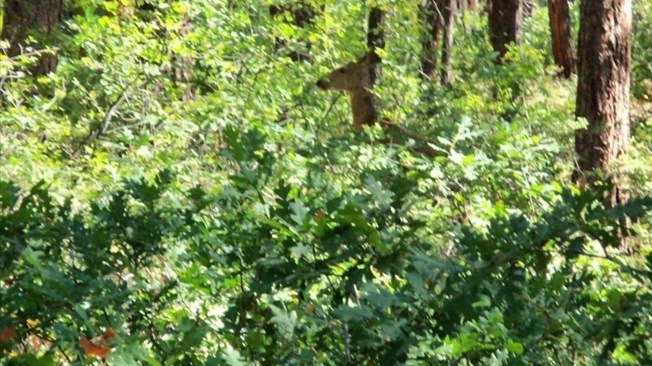 Photo of Others in Forest Lakes
