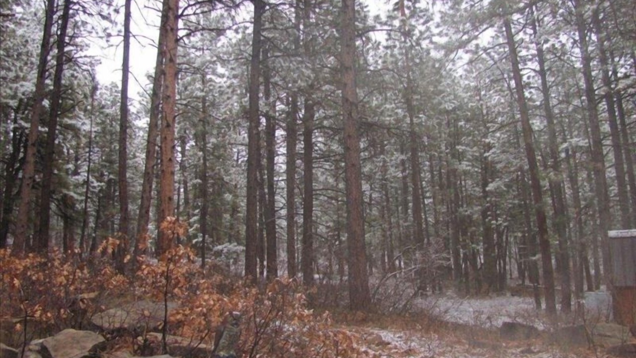 Photo of Others in Forest Lakes