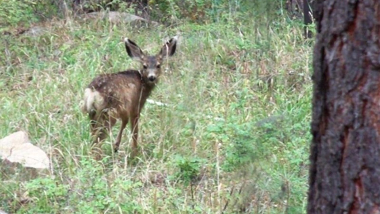 Photo of Others in Forest Lakes