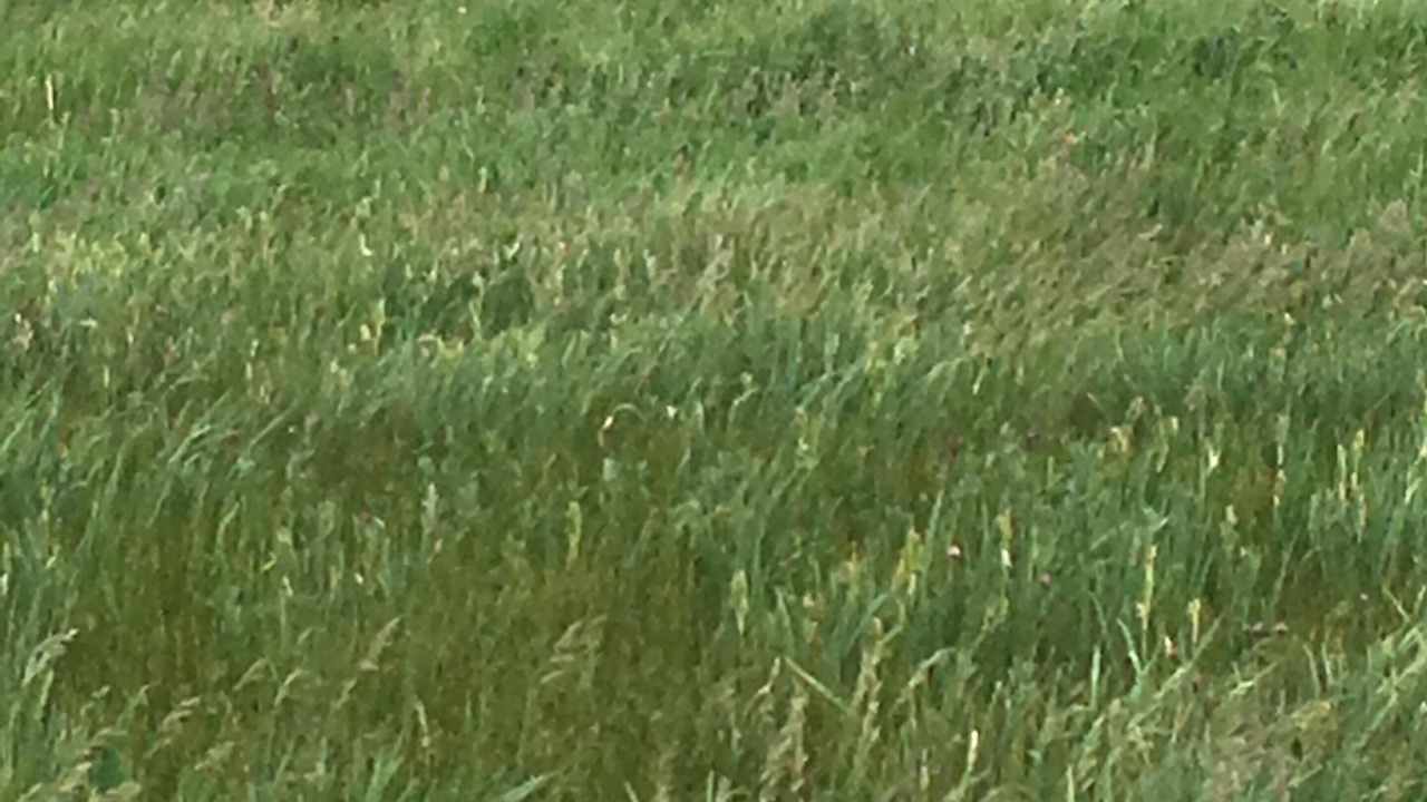 Photo of Others in Tarryall