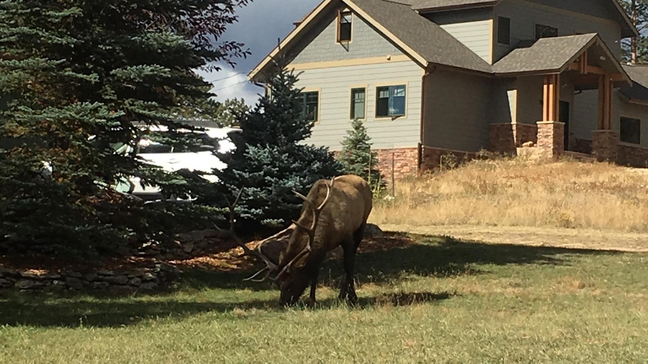 Photo of Others in Estes Park
