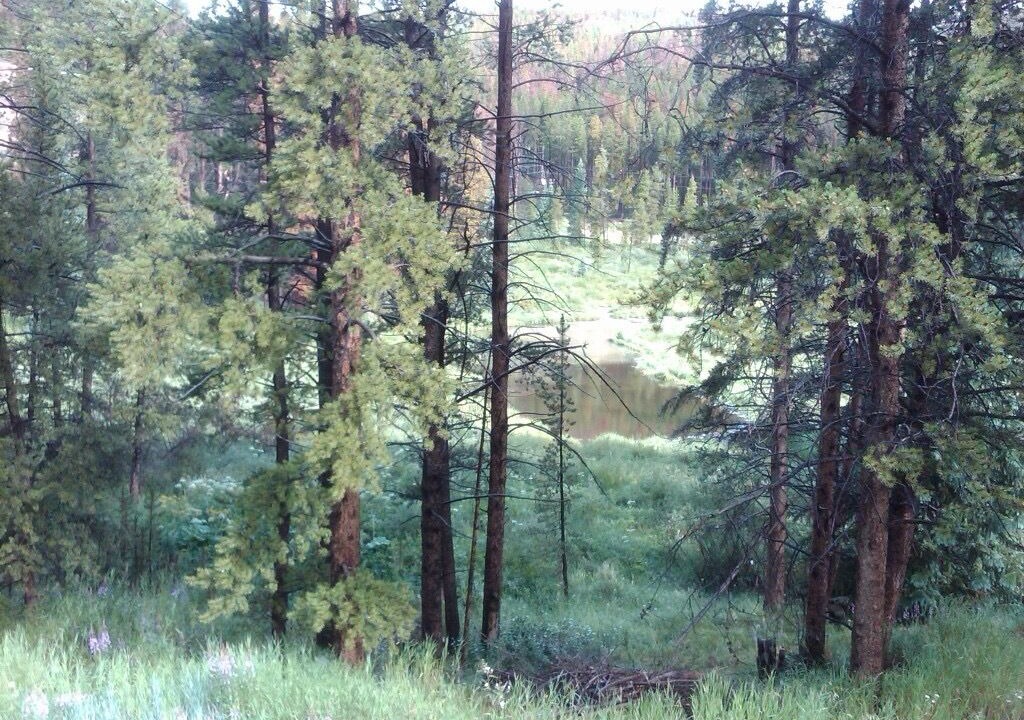 Photo of Others in Coyne Placer Valley