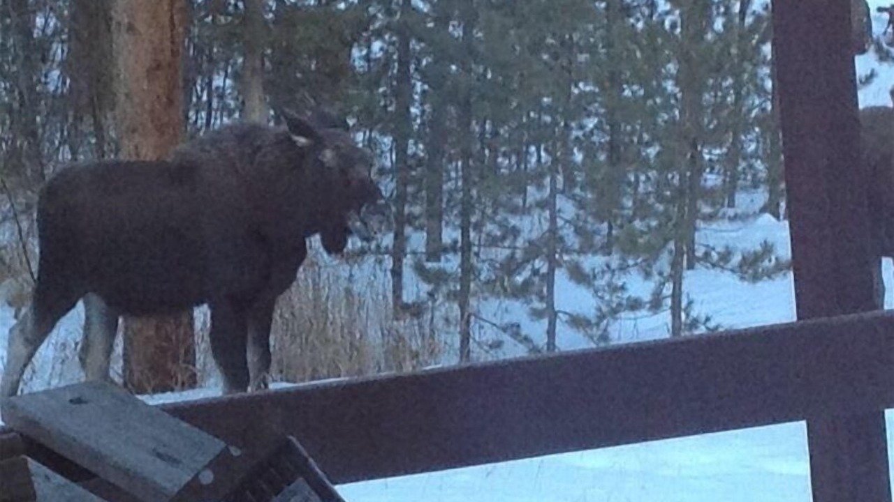 Photo of Others in Coyne Placer Valley