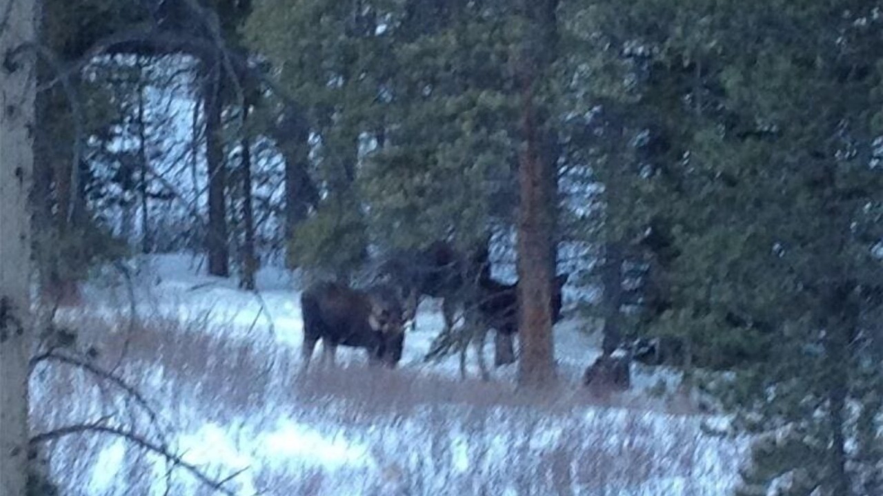 Photo of Others in Coyne Placer Valley