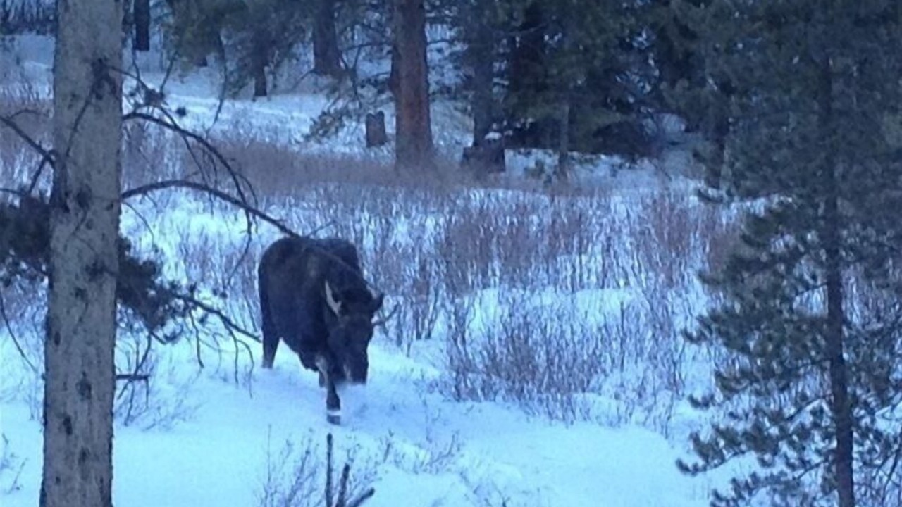Photo of Others in Coyne Placer Valley