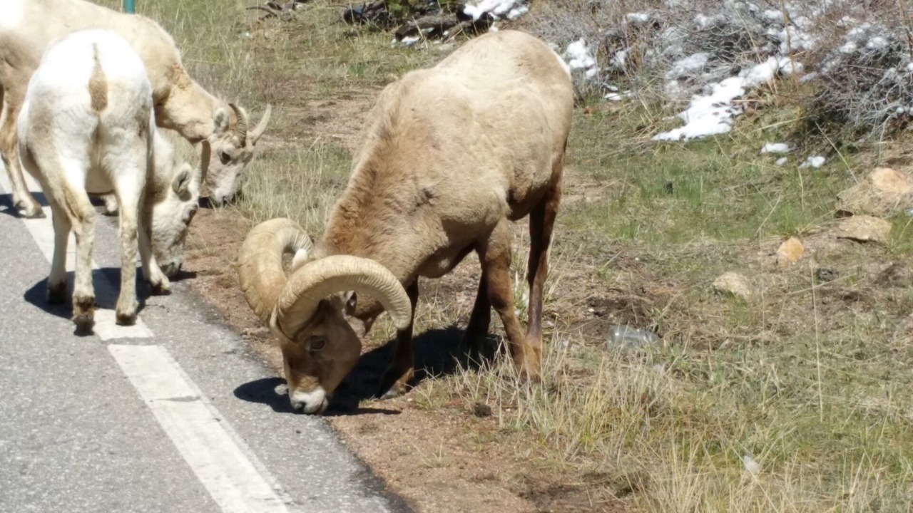 Photo of Others in Carriage Hills