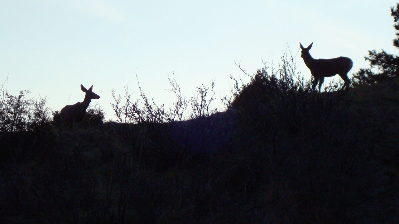 Photo of Others in Idaho Springs