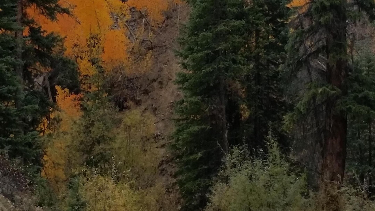 Photo of Others in Wildernest