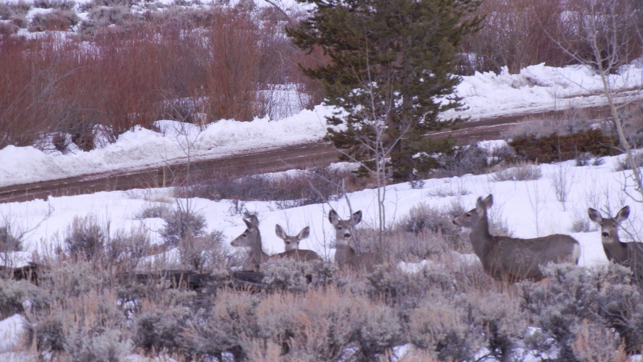 Photo of Others in Leadville