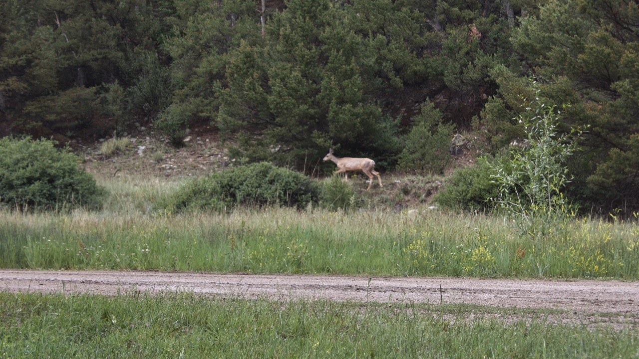 Photo of Outdoor in Salida